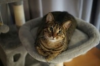 【動画】安楽死させたい理由は「猫好きじゃなくなったから」　11年も一緒にいたのに...
