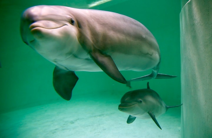 母親と一緒に泳ぐ生後56日の赤ちゃんイルカ（ドイツ・デュイスブルグの動物園）　Wolfgang Rattay-REUTERS