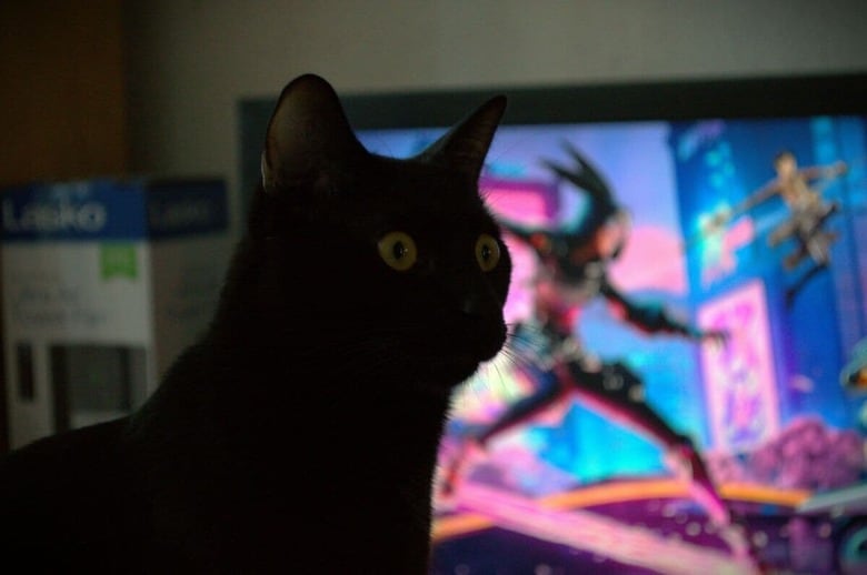 猫がテレビを見つめる理由は？（写真はイメージです）　Jose Luis Botello Sanchez-Unsplash