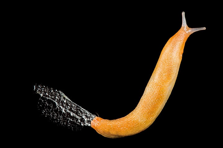 ある種のナメクジは危険を感じると粘液を分泌してその場にぴたっとくっつく　Joel Sartore-National Geographic/GETTY IMAGES