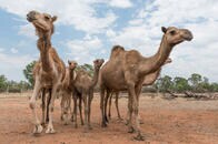オーストラリアの動物受難はコアラだけじゃない、5日間で何千頭ものラクダが射殺された