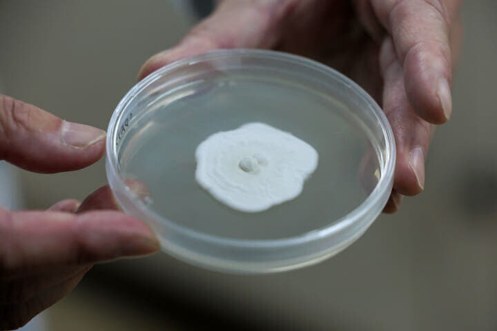 ナガセヴィータの藤崎研究所 トレハロースの研究