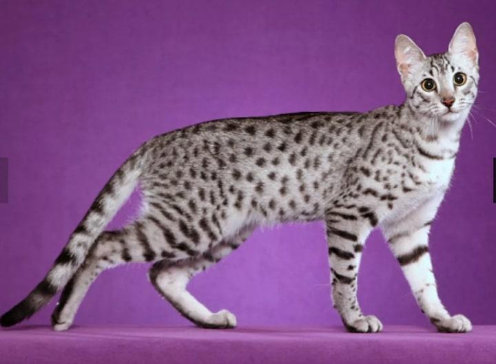 13Egyptian Mau.jpg
