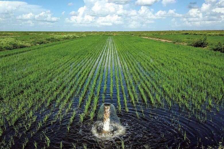 水田での米作りは土壌や周辺環境の保全につながっている　JEHANGIR H. BHADHA