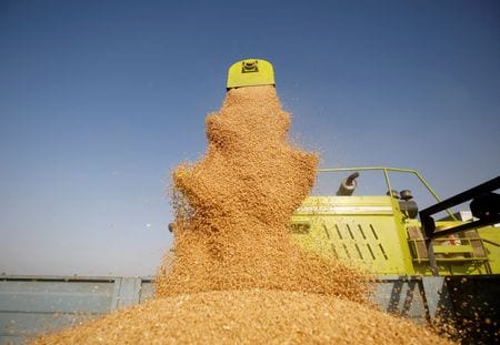 インド消費者問題・食料・公的供給省のパンディ長官はロイターのインタビューで、ロシアのウクライナ侵攻で黒海周辺地域からの小麦供給が打撃を受ける中、インドの豊作と潤沢な在庫が世界的な需要を満たすことに寄与するとの見方を示した。写真は３月１６日、アフマダーバードで撮影（２０２２年　ロイター/Amit Dave）