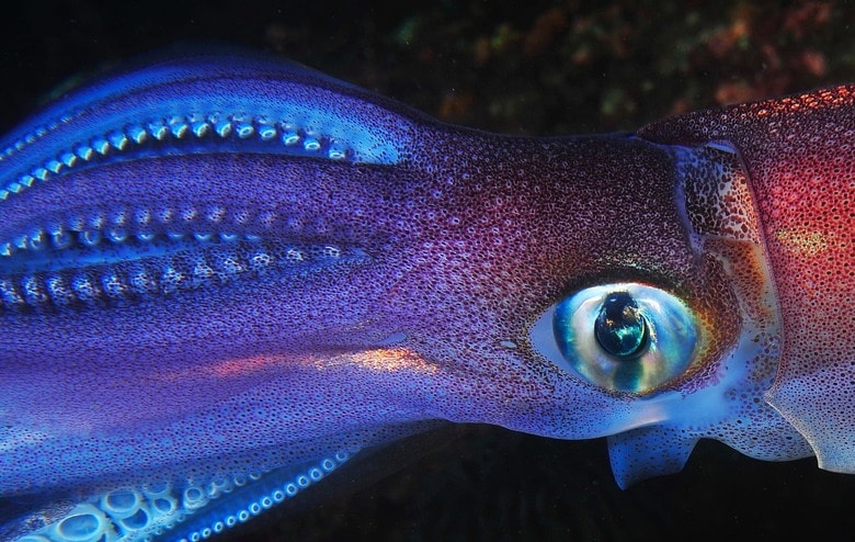 （写真はイメージです）Rui Palma-shutterstock