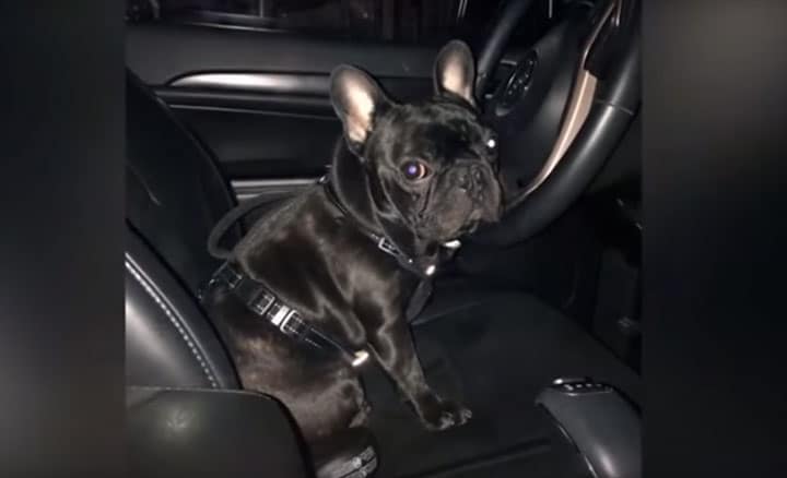 ユナイテッド航空機の荷物入れに入れられて死亡した子犬　Wochit News/YOUTUBE