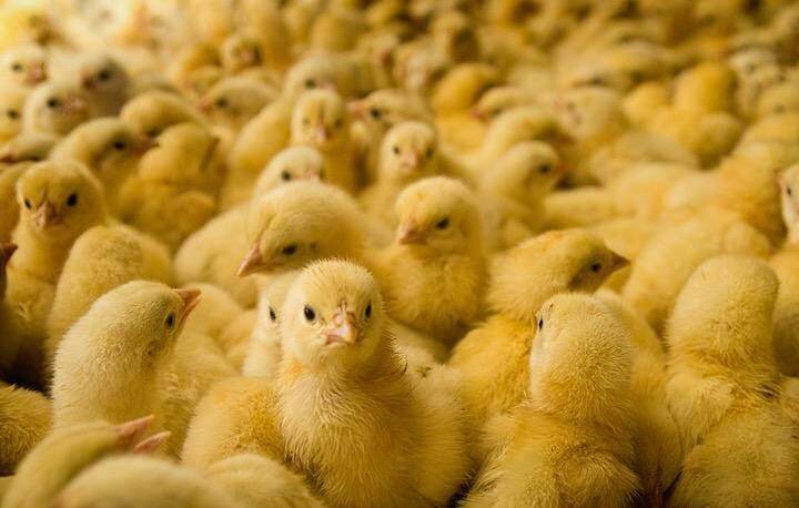 孵化前のひよこの性別を約98％の精度で判断 RyanJLane -iStock