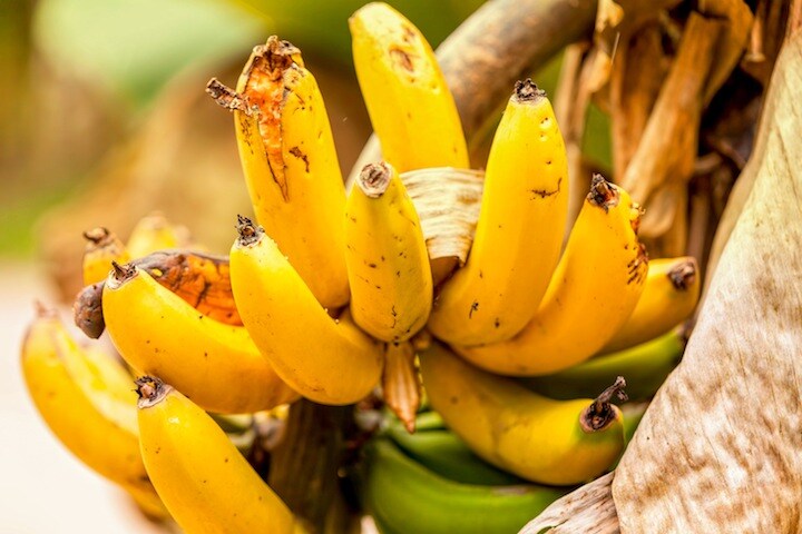 食卓からバナナが消える！？　KalypsoWorldPhotography-iStock