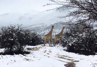 南アフリカの砂漠に大雪　ゾウ、キリン...野生動物が雪の中に佇む