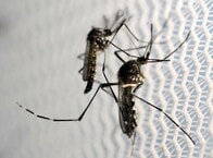 香港で初のジカ熱感染者を確認、カリブ渡航の女性