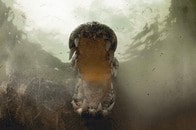 巨大ワニに攻撃された男、腕を食いちぎられる...その痛々しい傷跡