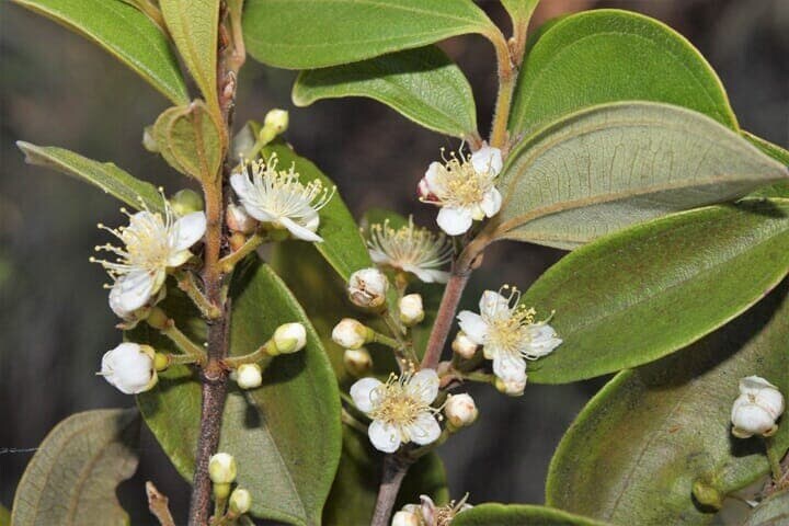 ロダムニア・ゾンビの花