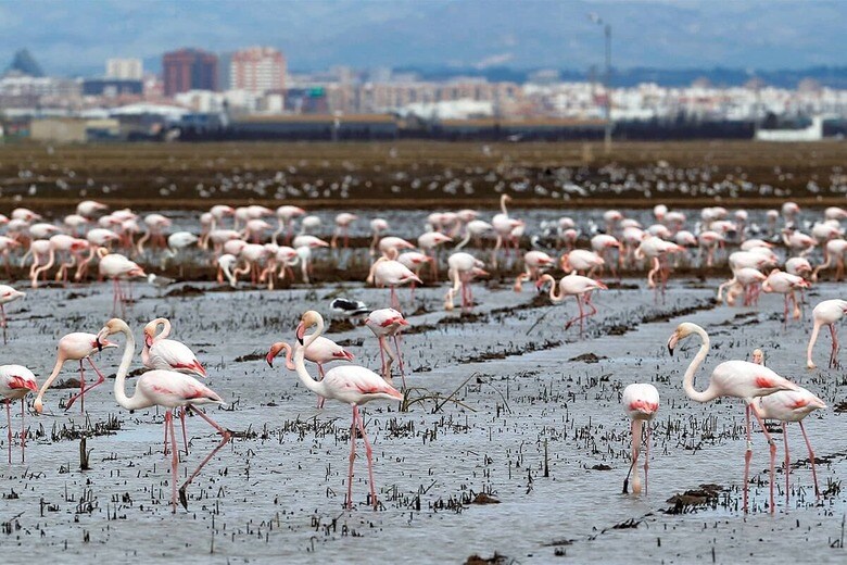 スペイン・バレンシアのアルブフェラ自然公園に飛来したフラミンゴ　HEINO KALISｰREUTERS