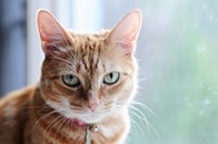 【動画】4年ぶりに帰ってきた猫...飼い主を打ちのめした辛すぎる現実