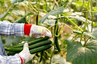 農業を救うべきなのではなく、農業が日本を救う。「だから、ぼくは農家をスターにする」 という未来予測