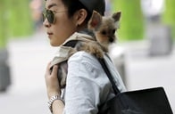 中国の社会信用システム、「マナーの悪い飼い主は犬を没収」の恐怖