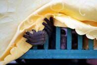 中国、全人代で野生動物の食用利用禁止へ　｢医療品目的」例外で有名無実化