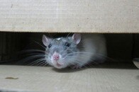 【動画】「逃げて！」　家に侵入したネズミ、3匹の猫に遭遇...あわや「虐殺」？