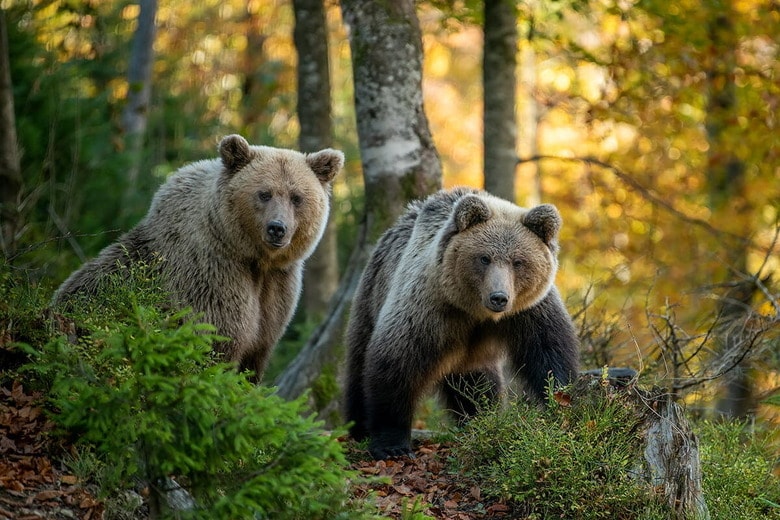 （写真はイメージです）　Volodymyr Burdiak-Shutterstock