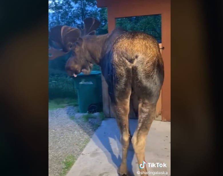 @sharingalaska/TikTok