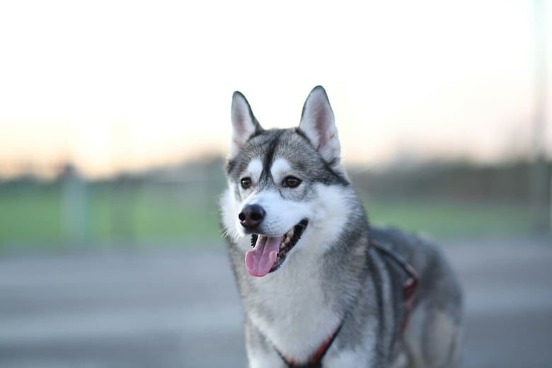 ハスキーとポメラニアンのミックス犬はどんな子に？（写真はイメージです）　Elin Birgisdottir- Unsplash