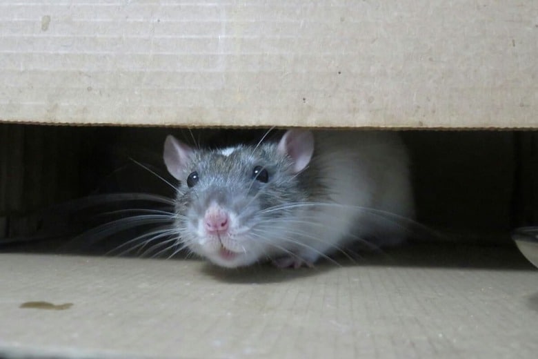 3匹の猫に見つかったネズミは…（写真はイメージです）　Slyfox Photography-Unsplash