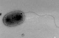 国際宇宙ステーションで新種の微生物が発見される