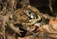進化の結果？獲物を丸呑みせず腹を切り裂いて食べるヘビ