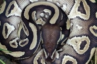 「まさかの場所」で発見...LA中心部で「ニシキヘビが這い回っている」との通報　その大きさと捕獲シーンが話題に