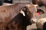 牛肉高値対策、トランプ氏が布告署名　赤身端材の輸入を一時拡大