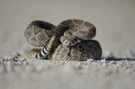 【画像】自分の10倍サイズを一口で？ 無謀すぎるヘビの「暴食チャレンジ」が話題に
