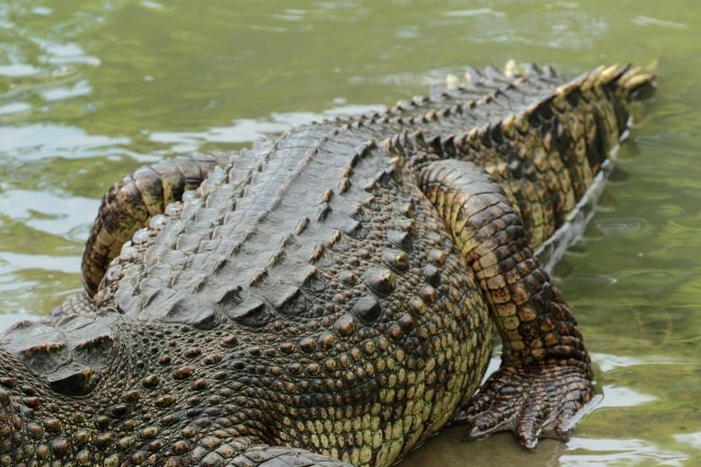 （写真はイメージです）　Naypong Studio-Shutterstock