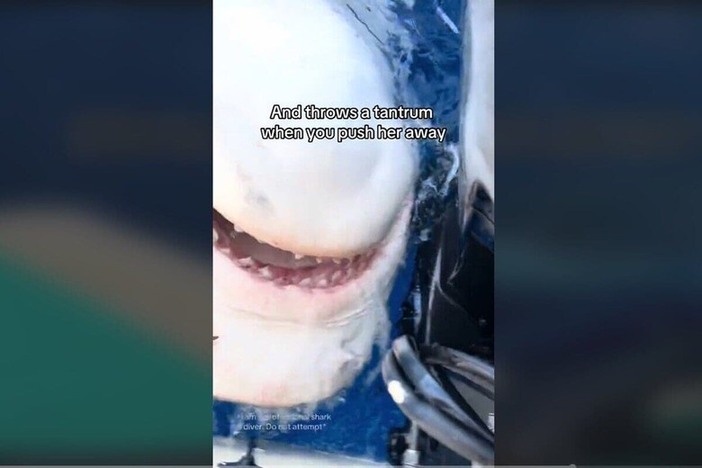 @andriana_marine/TikTok