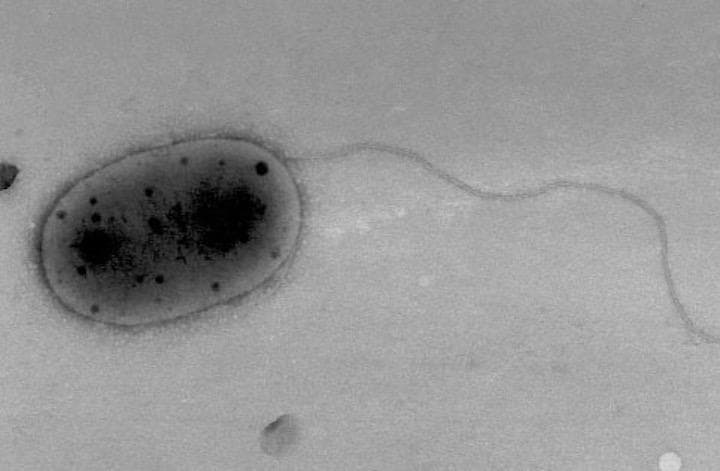 国際宇宙ステーションで採取されたサンプルから4種の菌株を分離し、３種はメチロバクテリウム属する新種だった......  wikimedia