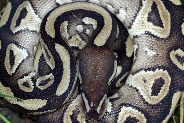 （写真はイメージです）　Kurit afshen-Shutterstock