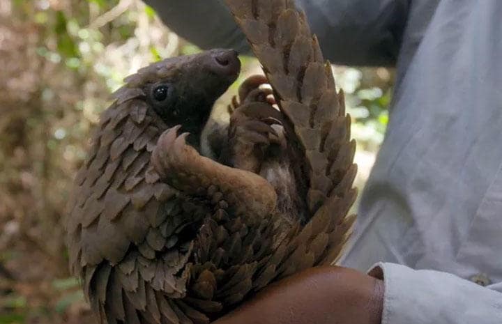 どこか愛嬌も感じるセンザンコウ　COURTESY OF EYE OF THE PANGOLIN FILM