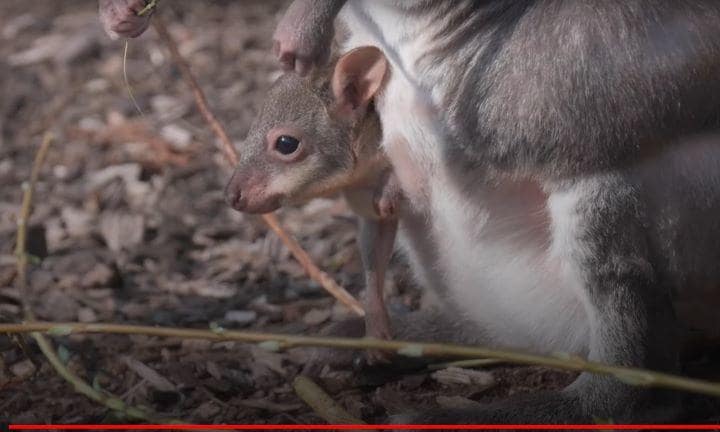 ポケットから顔を出すコゲチャヤブワラビーの赤ちゃん　The Independent-YouTube