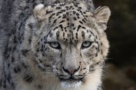 ユキヒョウと自撮りの女性、顔をかまれ激しく襲われる...壮絶な「現場映像」が話題に　中国