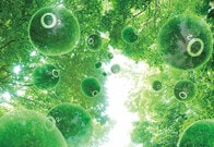 光合成する電池で温暖化をストップ