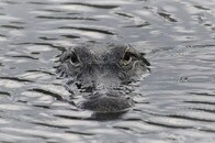 【動画】湖の浅瀬で遊ぶ子供たちに「巨大ワニ」が迫る...あまりの近さに現場は騒然