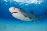カヤック上で釣り動画を撮っていた男性、サメに襲われる