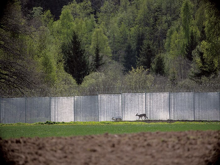 国境地帯420キロにわたって続くフェンスは野生動物の移動を阻害する。シカ2頭が国境フェンスに阻まれて近づくことができないでいた