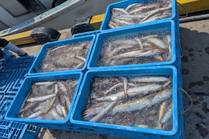 水揚げされたエソ
