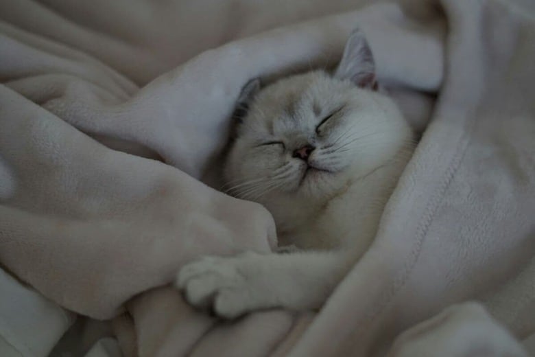 猫はふかふかのベッドが大好き（写真はイメージです）　Ayse A-Unsplash