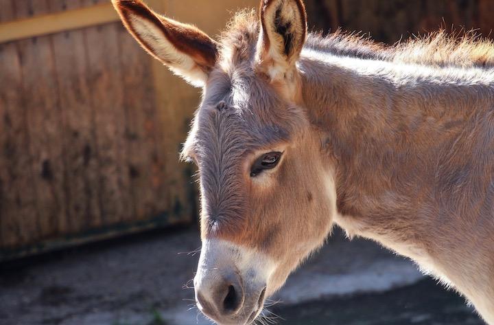 ロバは世界5億人以上の人々の生活を支えているのだが......Giovanni Laudicina-iStock