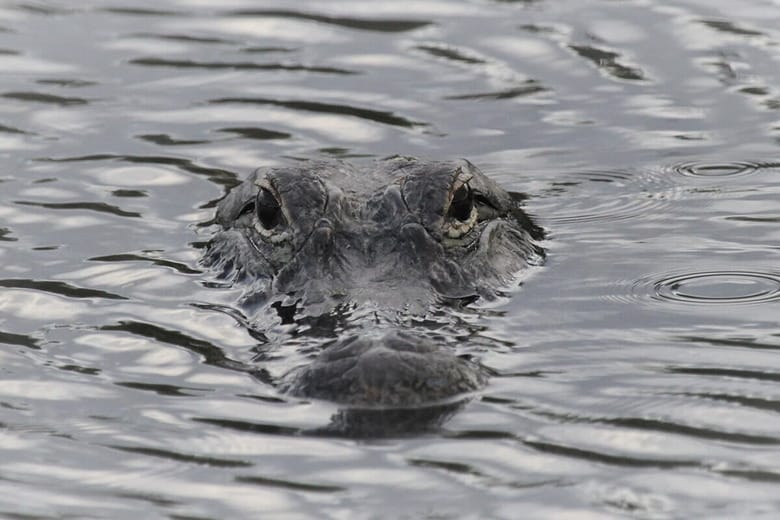 （写真はイメージです）　Sketchart-Shutterstock