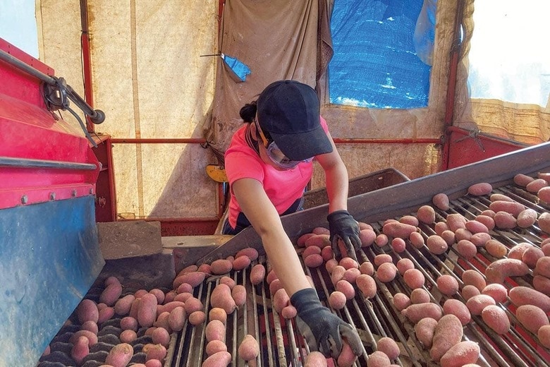 伊勢は合計10カ所の農場に勤務　COURTESY OF MISAKO ISE