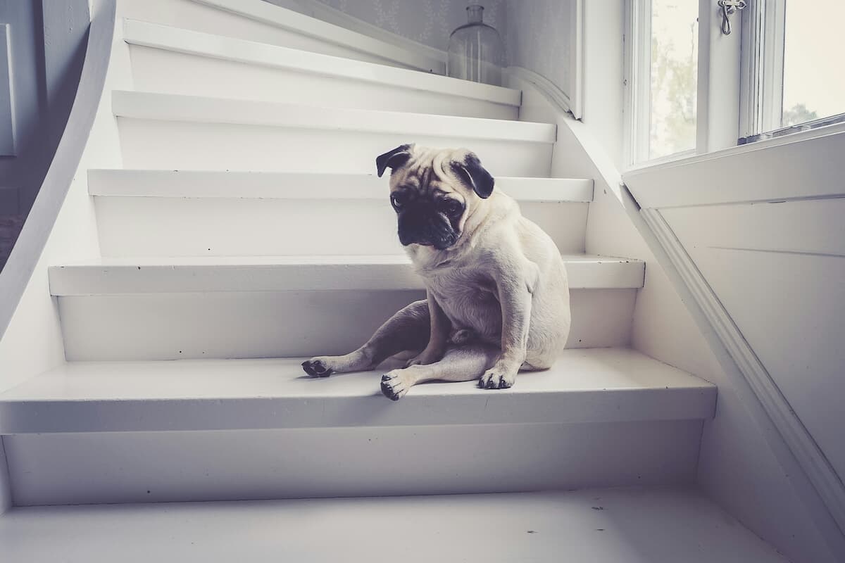 階段の上がり方が独特すぎる犬、その「奇妙な癖」には理由があった