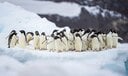 南極の過酷な自然に適応してきたアデリーペンギンを温暖化が直撃　RISTO RAUNIO/SHUTTERSTOCK